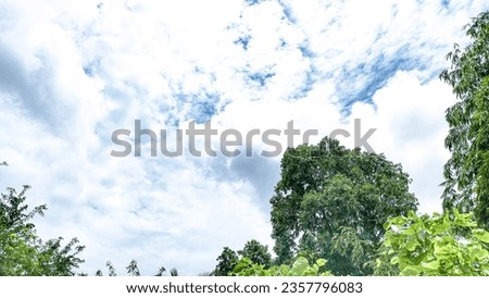 Tree branch with leaves in front of blue sunny sky. Summer wide background with copy space

