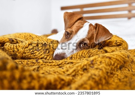 Cute jack russell dog terrier puppy relaxing on yellow knitted blanket. Funny small sleepy white and brown doggy. Concept of cozy home, comfort, warmth, autumn, winter. Royalty-Free Stock Photo #2357801895