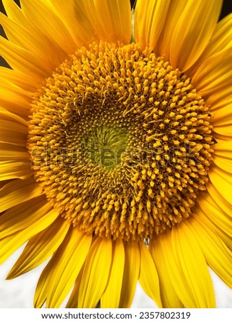 Close-up of blooming sunflower. Blooming flower, single crop. Copy space. 