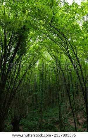 Lush green forest view. Carbon neutrality or carbon net zero concept vertical background photo. 