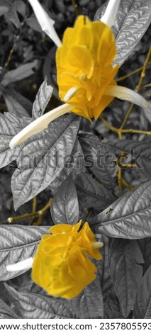 closeup of a yellow flowers with  leaves, colour spotted lollipop flower tree