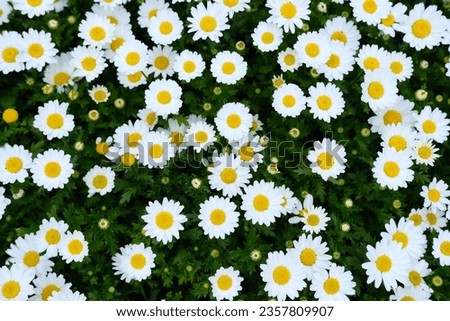 Wild daisy flowers growing on meadow, white chamomiles on green grass background. Oxeye daisy, Leucanthemum vulgare, Daisies, Dox-eye, Common daisy, Dog daisy.