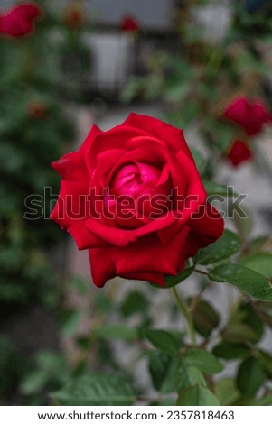 a beautiful red rose blooms in a flower bed, high quality photo

