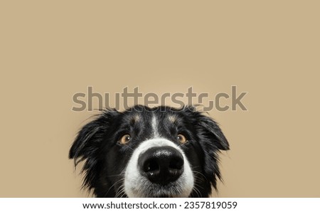 Close-up border collie puppy dog peeking over and looking up. Isolated on beige background Royalty-Free Stock Photo #2357819059