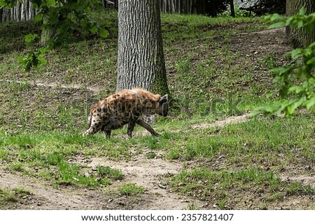 Abstract photo of a hyena in a zoo exhibit. Animal in the enclosure, animal in the zoo. Hunter, beast, beast, hyena