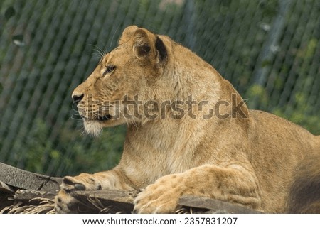 Photo of a lioness resting on a wooden decoration in a zoo enclosure. A lioness captured from the side looking forward. Lioness, beast, big cat, resting lioness.