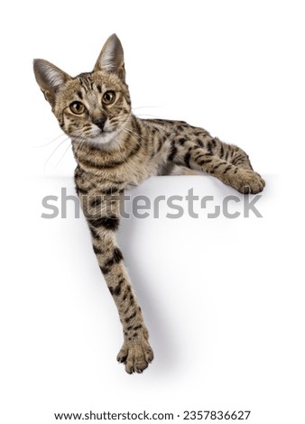 Gorgeous F6 Savannah cat, laying down facing front with paws hanging relaxed down from edge. Looking straight to camera. Isolated on a white background.