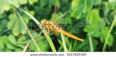 The specialty of the picture is a yellow-grey grasshopper, sitting on a blade of grass blowing air on its body. This is a wonderful scene, which is really beautiful. It is as if nature is decorated in