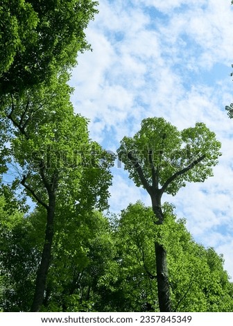 Looking up at the blue sky in the forest