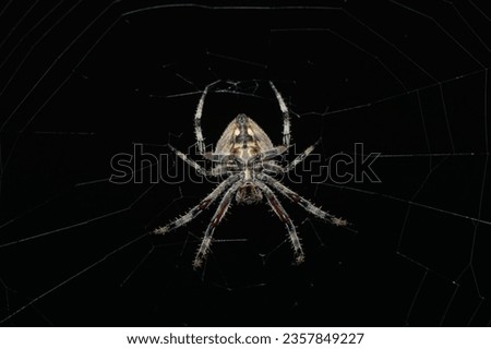 A beautiful hairy field spider (Neoscona sp.) on its web