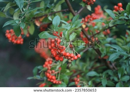 Orange Pyracantha berries grow in July. Pyracantha is a genus of large, thorny evergreen shrubs in the family Rosaceae, with common names firethorn or pyracantha. Berlin, Germany