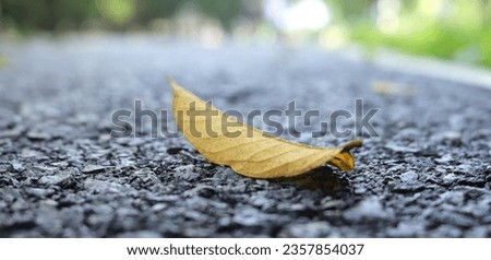 Autumn only leaf on floor with some mist and reflection