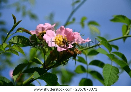 A bee on a wild rose flower on a spring morning Royalty-Free Stock Photo #2357878071