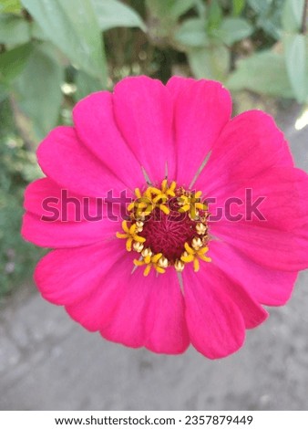 a photo of a flower in bloom pink flowers. beautiful pink flowers. blooming flower.
