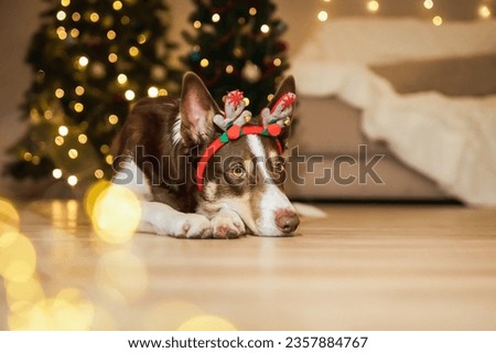 Cute dog with reindeer antlers, bringing a funny and festive touch to the Christmas celebration