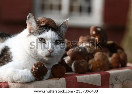  funny cat pic with boletus mushrooms hat close up photo on country house background