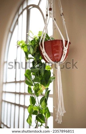 beautiful wicker planter with a green flower on the background of a large window.