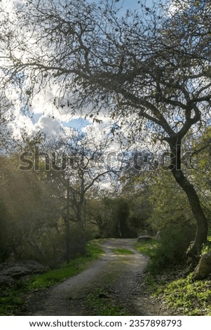 Dirt road through a woodland area in rural northern Israel.
