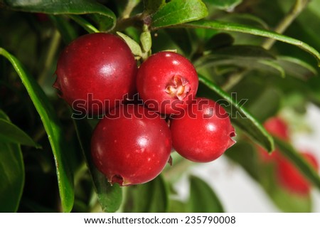 Green branch of cranberry with red berries on a white background