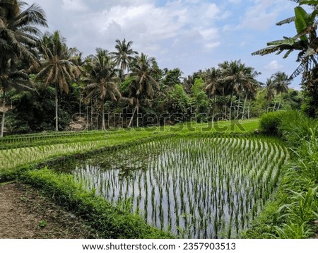 A picture of a rice field located in East Lombok which is known as one of the national rice barns.