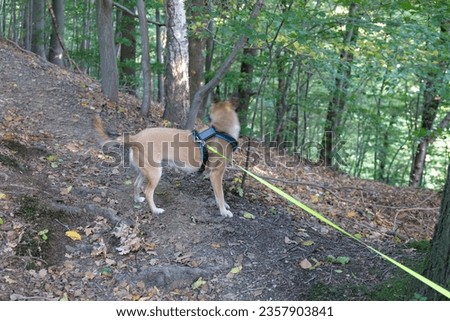 in the forest is a dog on a leash