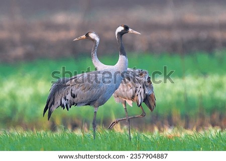 Common cranes (Grus grus) in the field. Pair of common cranes Royalty-Free Stock Photo #2357904887
