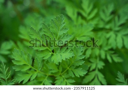 plant background of green leaves of a field plant in natural conditions, botany