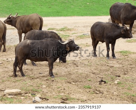 A herd of cape buffalos standing on a dirt field by grassy area.