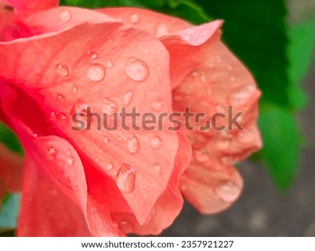 Water droplets on flower petals  water droplets on orange hibiscus petals  beauty in rainy season  Water from the sky is the abundance of the earth.