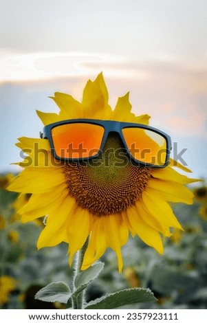 Beautiful sunflower at sunset with sunglasses, natural background. Soft selective focus. Artificially created grain for the picture. Atmospheric distortion, hot air distortion, heat distortion, air re