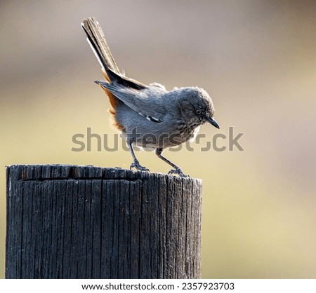 Chestnut-vented warbler, photographed in Mokala National Park, South Africa. Royalty-Free Stock Photo #2357923703