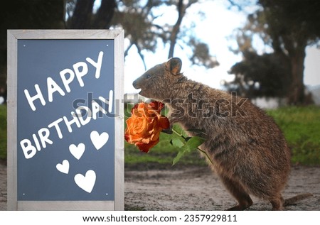 Quokka with rose looking at blackboard with Happy Birthday greetings