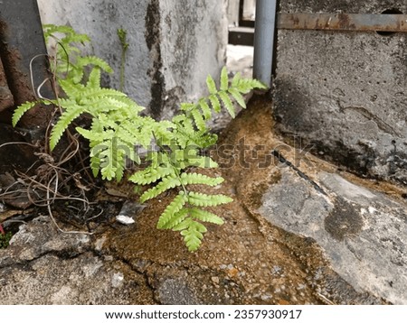 Weeds Growing on Concrete with Water Stains