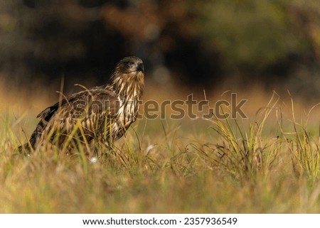 White tailed eagles (Haliaeetus albicilla) searching for food in the early morning on a field in the forest in Poland. 
