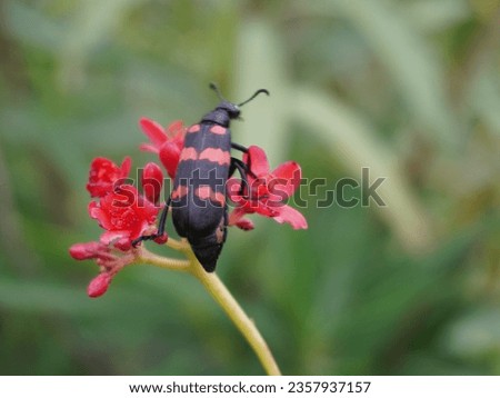 Ladybird insect climbing on flower.Blur leaf background with focusing in camera.Portrait animal image outdoor.Using for digital tiles wallpaper and poster.
