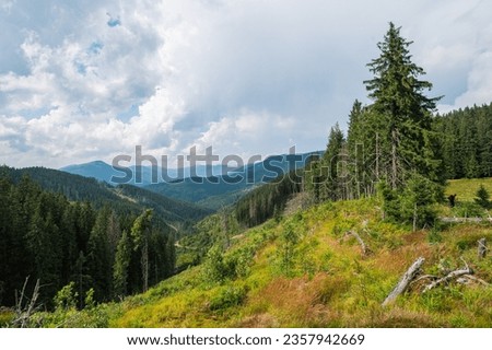 beautiful autumn landscape of the Ukrainian Carpathians, fir trees, hills and felled trees, mountains in the distance