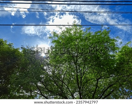 Blue Skies and Green Leaves: Tree Canopy with Overhead Cables