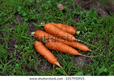 carrot, greens, health, fail, diet, autumn