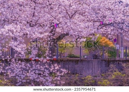 Ooka River Promenade Sakura in Minami -ku, Yokohama Royalty-Free Stock Photo #2357954671