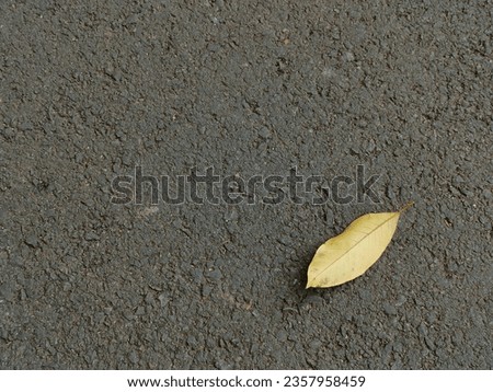 ragunan, south jakarta, indonesia, july 09th 2022 : a dried leaf at the asphalt road of ragunan zoo shot from the top
