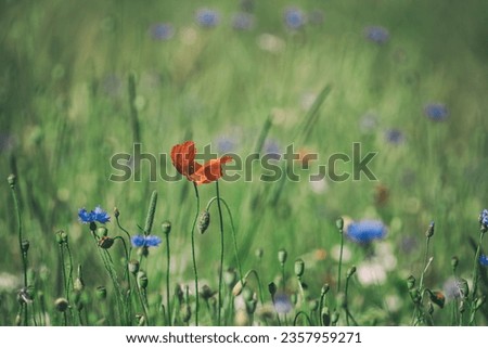 SUMMER LANDSCAPE - Blooming red poppy and chamomile flowers