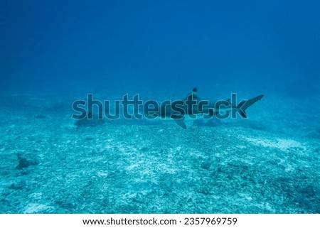 Shark in the Indonesia sea