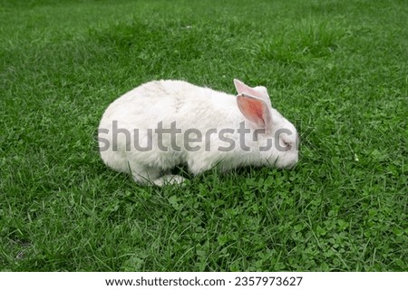 White rabbit on green grass eat grass. Rabbit with big ears walking in the garden on the lawn. There is a free space for texter in the photo.
