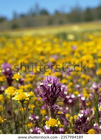 macro wildflowers, shell creek rd., san luis obispo county, california       