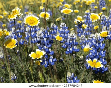 macro wildflowers, shell creek rd., san luis obispo county, california       