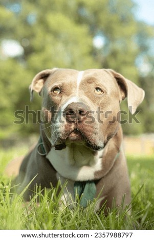 American Bully's portrait on a sunny day
