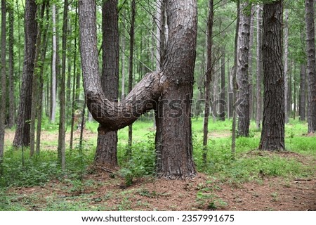 Oddly shaped bent tree found in forest Royalty-Free Stock Photo #2357991675