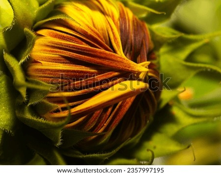macro picture of a sunflower
