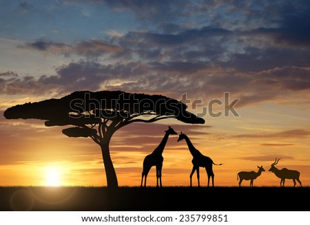 Giraffes with Kudu at sunset 