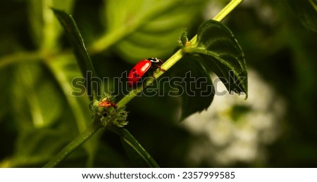 macro picture of lady bug